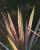 _A009423croofm.jpg